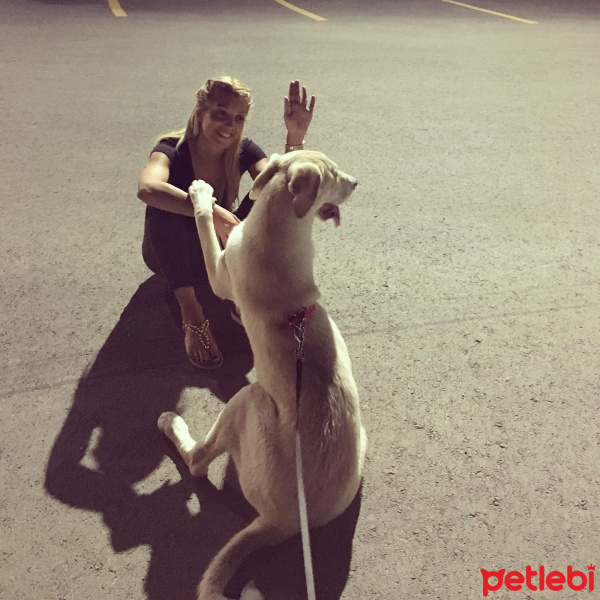 Labrador Retriever, Köpek  ŞANS fotoğrafı