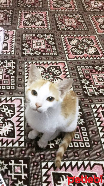 Sarman, Kedi  Badem fotoğrafı