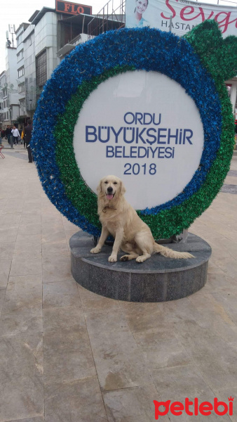 Golden Retriever, Köpek  Ordu fotoğrafı