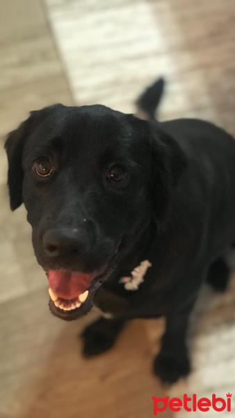Labrador Retriever, Köpek  Rien fotoğrafı