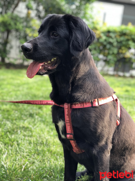Labrador Retriever, Köpek  Rien fotoğrafı