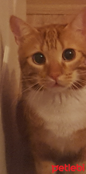 Tekir Kedi, Kedi  Limon fotoğrafı