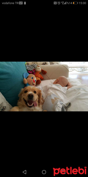 Golden Retriever, Köpek  Rüzgar fotoğrafı