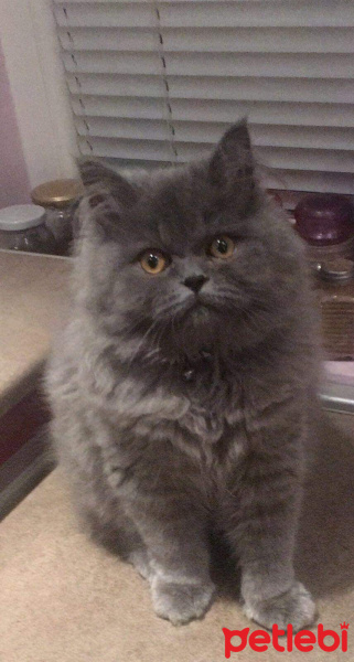 İran Kedisi (Persian), Kedi  Efes fotoğrafı