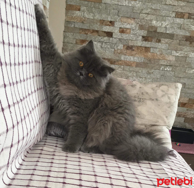 İran Kedisi (Persian), Kedi  Efes fotoğrafı