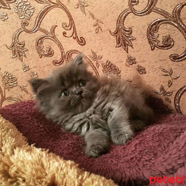 İran Kedisi (Persian), Kedi  Efes fotoğrafı