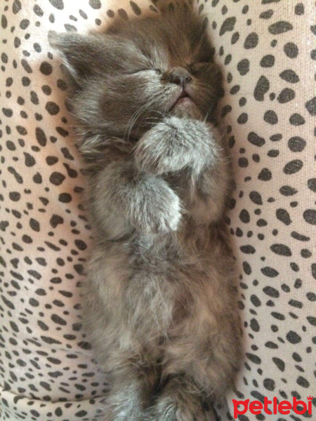 İran Kedisi (Persian), Kedi  Efes fotoğrafı