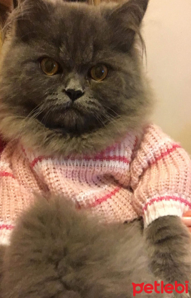 İran Kedisi (Persian), Kedi  Efes fotoğrafı