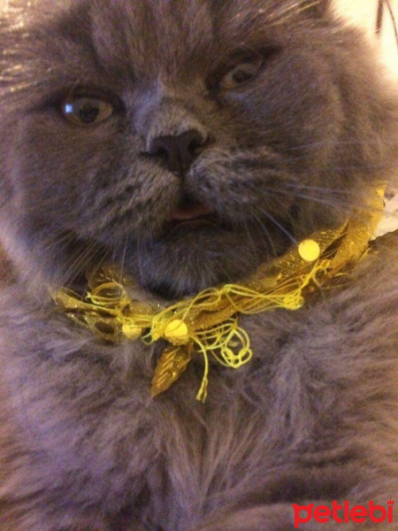 İran Kedisi (Persian), Kedi  Efes fotoğrafı