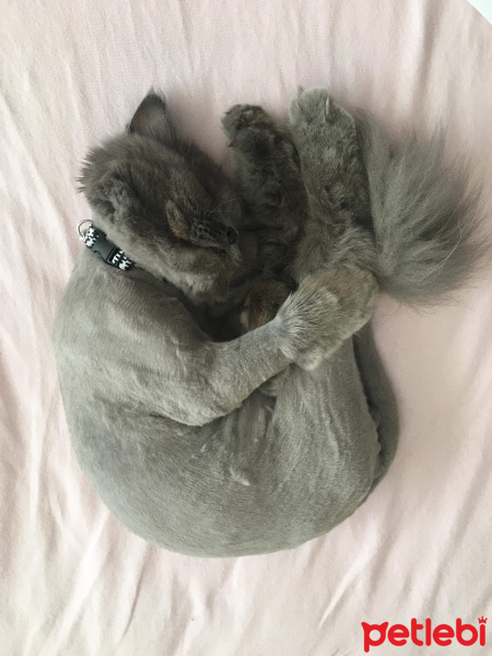İran Kedisi (Persian), Kedi  Efes fotoğrafı