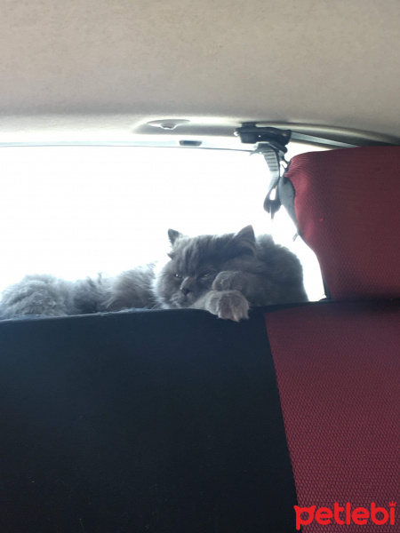 İran Kedisi (Persian), Kedi  Efes fotoğrafı