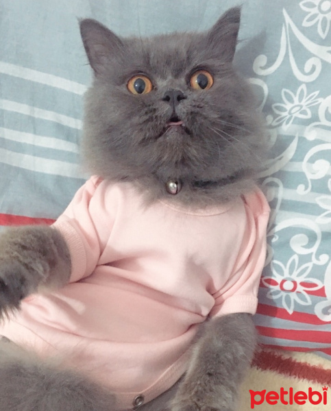 İran Kedisi (Persian), Kedi  Efes fotoğrafı