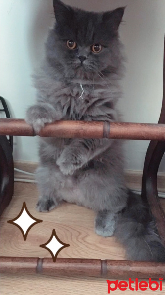 İran Kedisi (Persian), Kedi  Efes fotoğrafı
