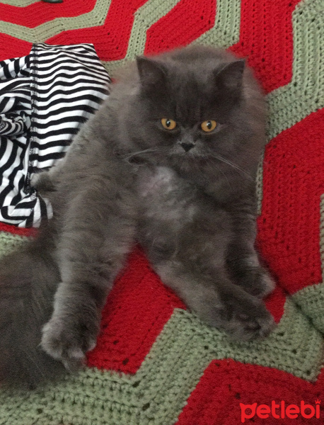 İran Kedisi (Persian), Kedi  Efes fotoğrafı