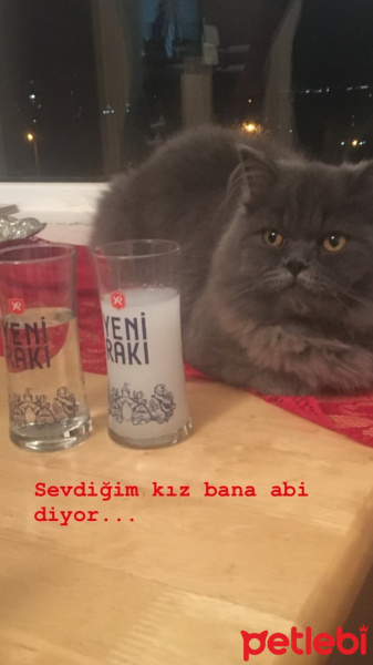 İran Kedisi (Persian), Kedi  Efes fotoğrafı