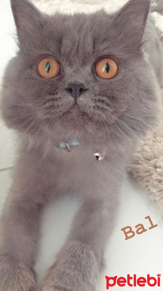 İran Kedisi (Persian), Kedi  Efes fotoğrafı