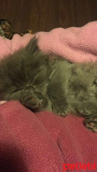 İran Kedisi (Persian), Kedi  Efes fotoğrafı