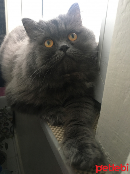 İran Kedisi (Persian), Kedi  Efes fotoğrafı