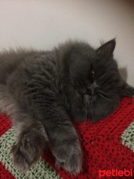 İran Kedisi (Persian), Kedi  Efes fotoğrafı