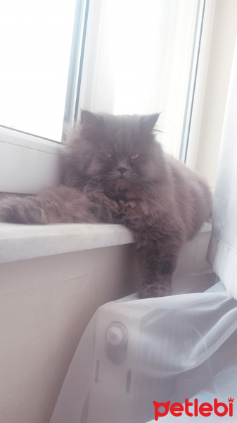 İran Kedisi (Persian), Kedi  Efes fotoğrafı