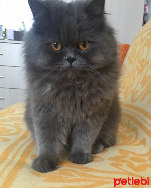 İran Kedisi (Persian), Kedi  Efes fotoğrafı