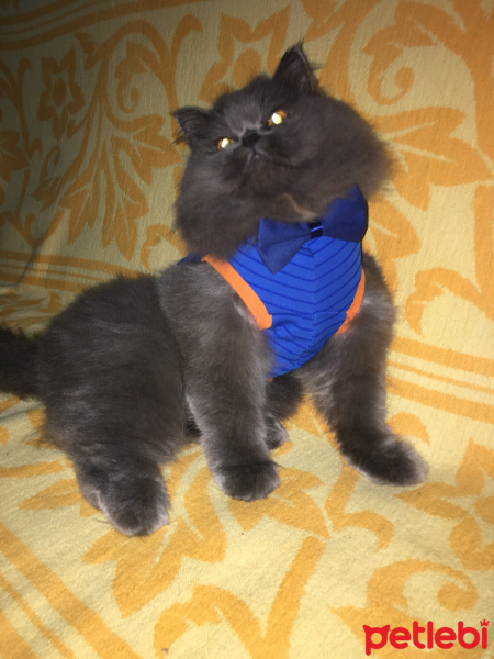 İran Kedisi (Persian), Kedi  Efes fotoğrafı