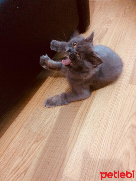 İran Kedisi (Persian), Kedi  Efes fotoğrafı
