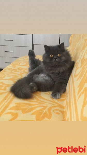 İran Kedisi (Persian), Kedi  Efes fotoğrafı