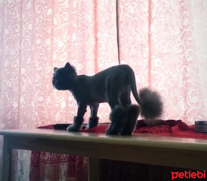 İran Kedisi (Persian), Kedi  Efes fotoğrafı