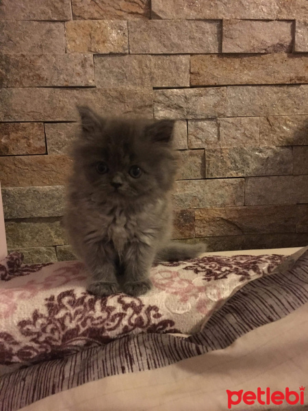 İran Kedisi (Persian), Kedi  Efes fotoğrafı
