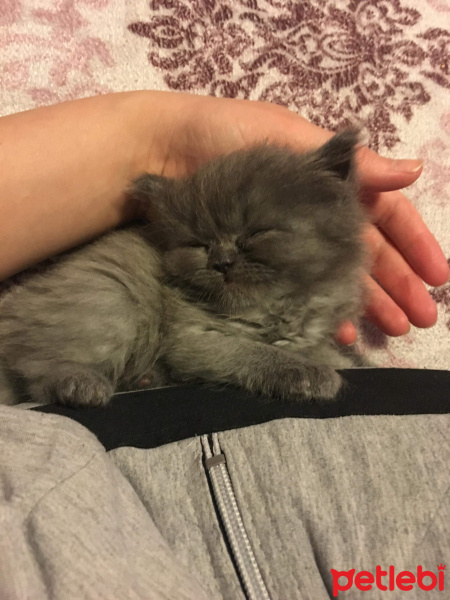 İran Kedisi (Persian), Kedi  Efes fotoğrafı