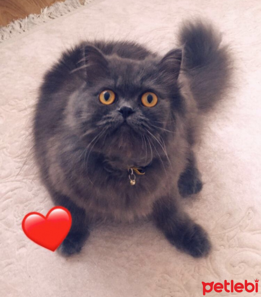 İran Kedisi (Persian), Kedi  Efes fotoğrafı