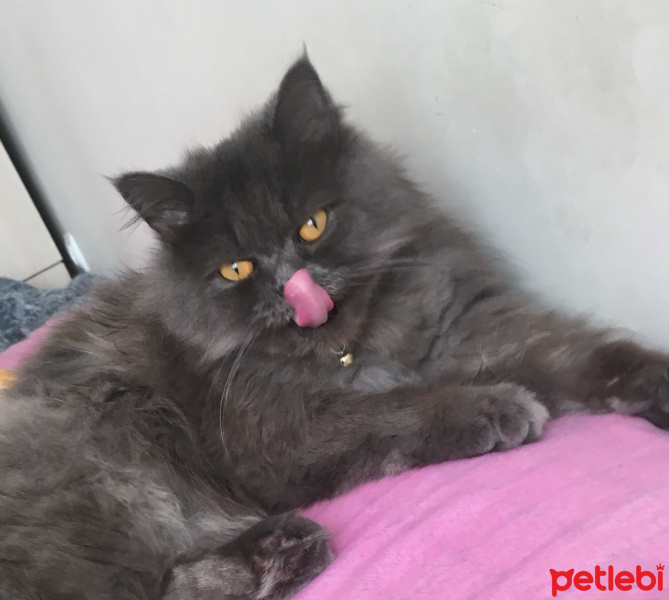 İran Kedisi (Persian), Kedi  Efes fotoğrafı