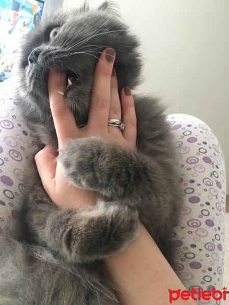 İran Kedisi (Persian), Kedi  Efes fotoğrafı