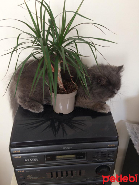 İran Kedisi (Persian), Kedi  Efes fotoğrafı