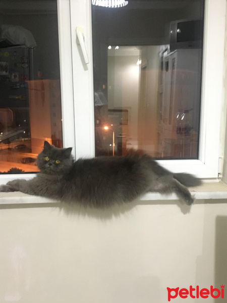 İran Kedisi (Persian), Kedi  Efes fotoğrafı