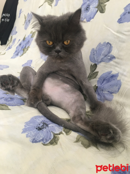 İran Kedisi (Persian), Kedi  Efes fotoğrafı