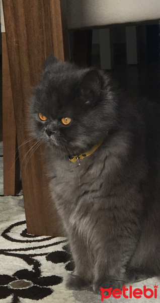 İran Kedisi (Persian), Kedi  Efes fotoğrafı