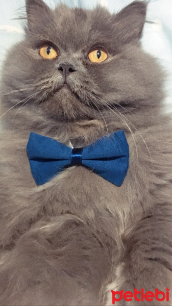 İran Kedisi (Persian), Kedi  Efes fotoğrafı