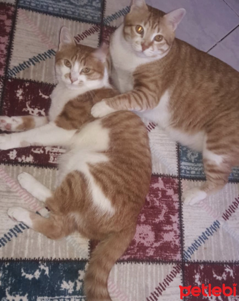 Sarman, Kedi  Nina pati fotoğrafı