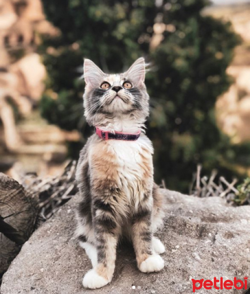 Maine Coon, Kedi  Luna fotoğrafı