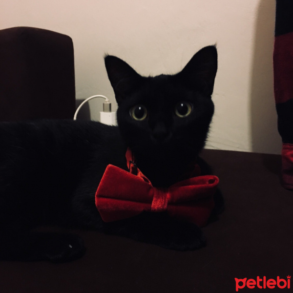 Siyam Kedisi, Kedi  Shelby fotoğrafı