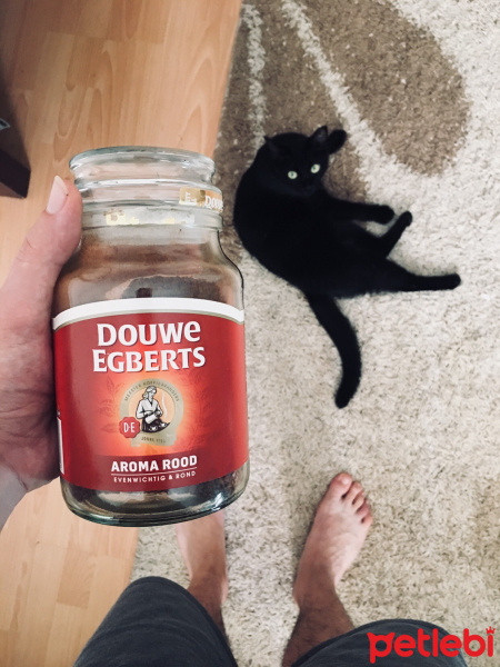 Siyam Kedisi, Kedi  Shelby fotoğrafı