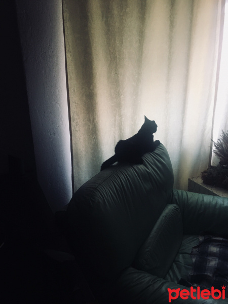 Siyam Kedisi, Kedi  Shelby fotoğrafı