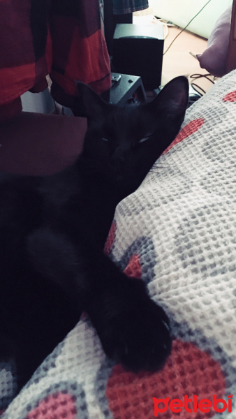 Siyam Kedisi, Kedi  Shelby fotoğrafı