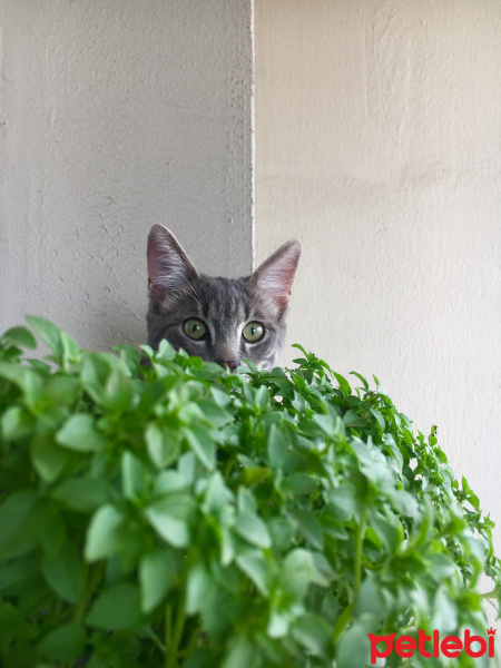 Tekir Kedi, Kedi  Berlin fotoğrafı