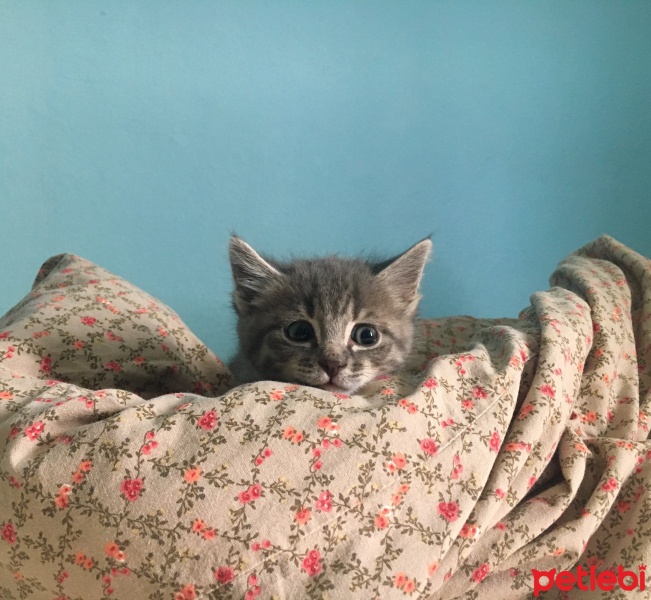 Tekir Kedi, Kedi  Berlin fotoğrafı