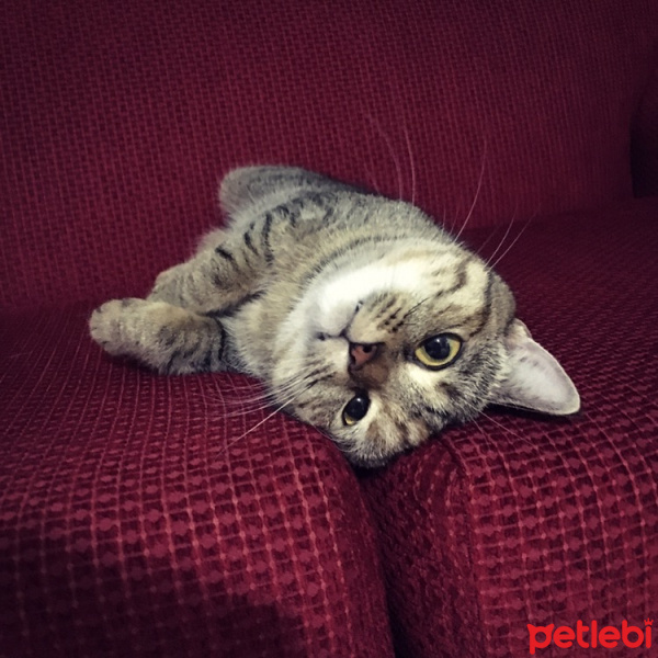 Tekir Kedi, Kedi  Çakıl fotoğrafı