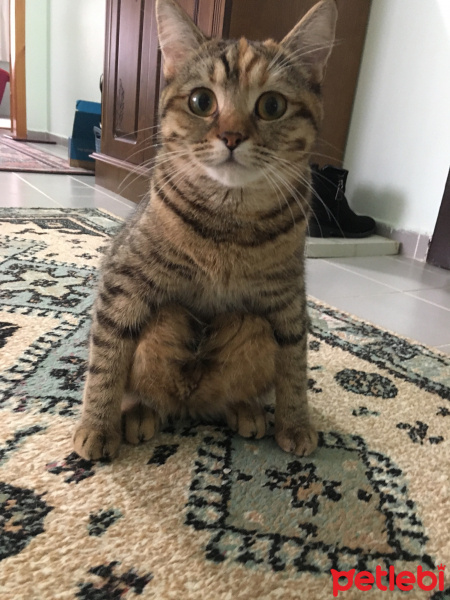 Tekir Kedi, Kedi  Çakıl fotoğrafı