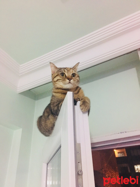 Tekir Kedi, Kedi  Çakıl fotoğrafı